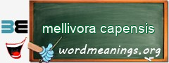 WordMeaning blackboard for mellivora capensis